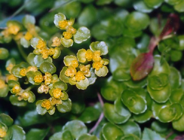 Einheimische Wildkr Uter Und B Ume Im Stefansbachtal Gevelsberg Milzkraut Chrysosplenium Sp